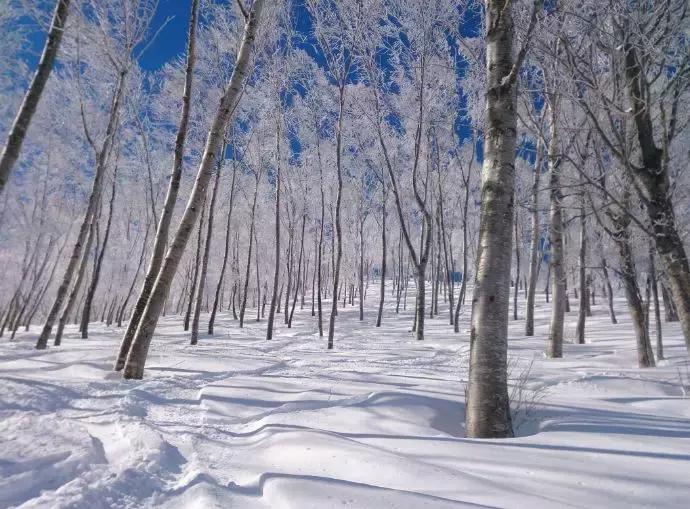 滑雪有哪些注意事项 警惕“粉雪”窒息风险