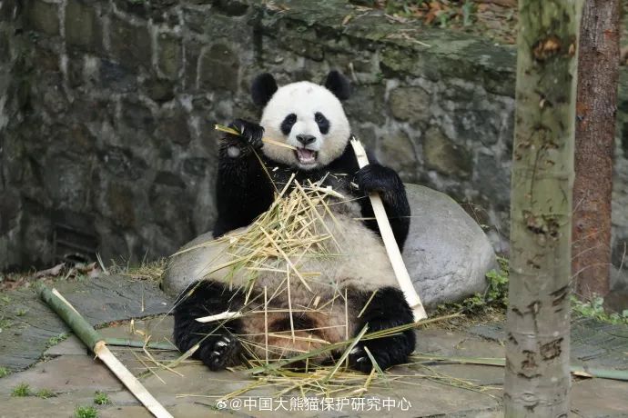 两人造谣大熊猫遭虐待被罚 散布谣言者依法移送起诉